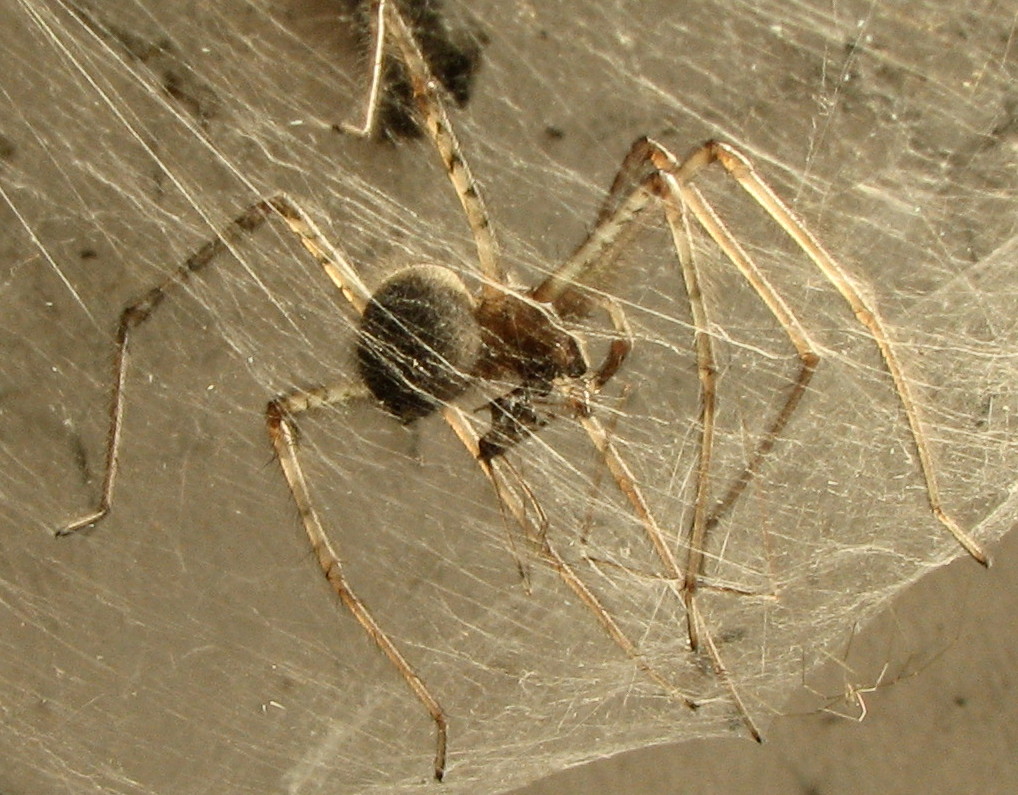 Tegenaria sp.